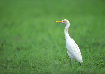 Fototapeta premium Cattle Egret