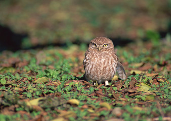 Little Owl