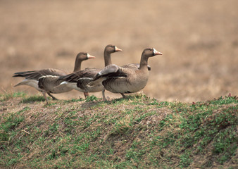 White-fronted Goose