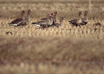 White-fronted Goose