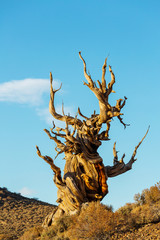 Ancient tree
