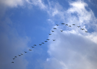 Migratory Bird