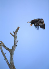 Sea Eagle