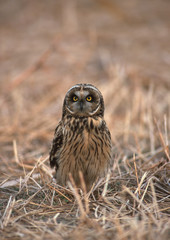Short-eared Owl
