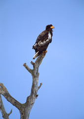 Sea Eagle