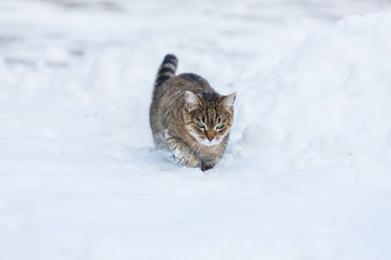 Cat in snow