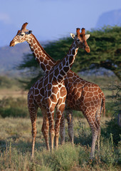 Reticulated Giraffe