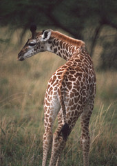 Massai Giraffe