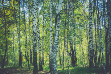 Fototapeta na wymiar Birch Trees in Autumn Park Retro