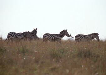 Fototapeta na wymiar Grant Zebra 