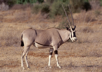 Naklejka na ściany i meble Fringe-eared Oryx 