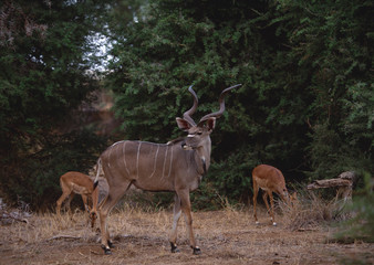 Lesser Kudu