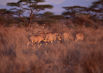 Fototapeta premium Beisa Oryx