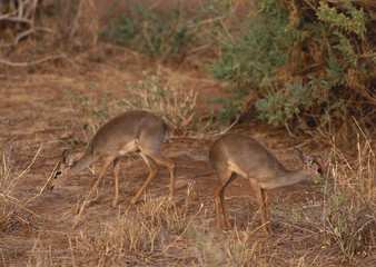 Dikdik