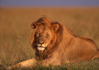 Lion