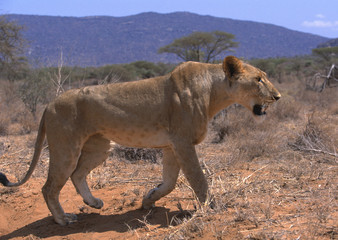 Naklejka premium Lion