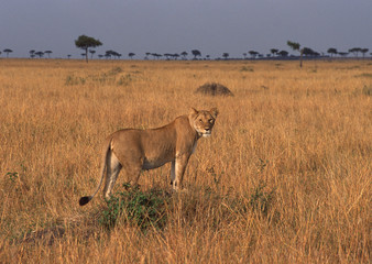 Lion