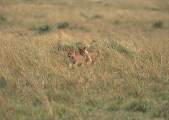 Lion