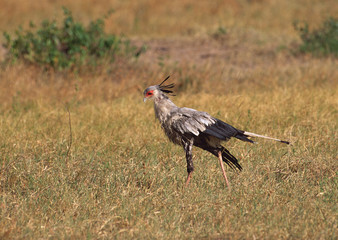 Secretary Bird