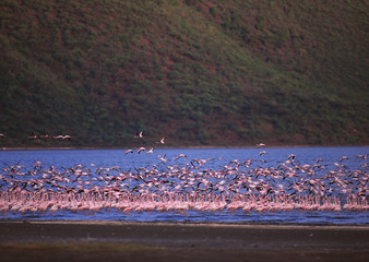Fototapeta premium Flamingo