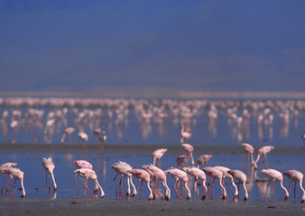 Naklejka premium Flamingo