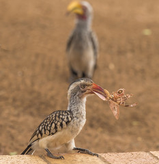 Northern red hornbill, ( horn-bill ), Yellowbill Hornbill, eating very large moth, Kruger National Park, South Africa © Marion Smith (Byers)