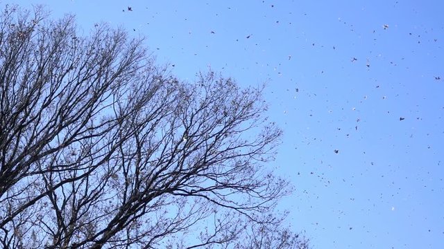 枯葉と木・スローモーション_4-291