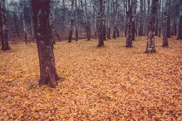 Birch Trees in Autumn Park Retro