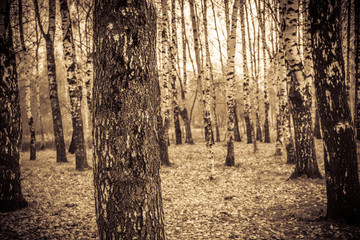 Birch Trees in Autumn Park Retro