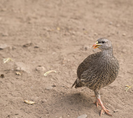 South African Francolin bird, with orange beak, looking left, Kruger National Park, South Africa