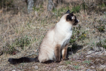 Siamese cat sitting on grey grass