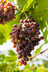 bunch of ripe grape on vine grape