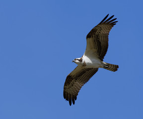 Flying Hawk