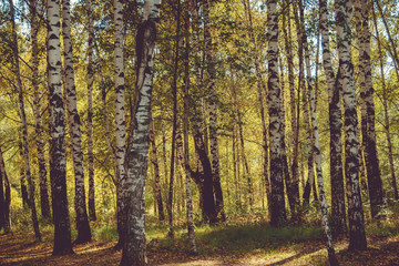 Fototapeta premium Birch Trees in Autumn Park Retro
