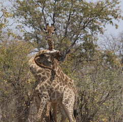 Giraffes, three of them, with tangled necks and heads during a fight. Kruger National Park, South Africa © Marion Smith (Byers)