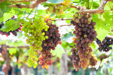 Fototapeta premium Bunches of wine grapes hanging on the vine with green leaves in garden