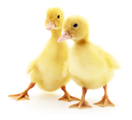 Two yellow ducklings.