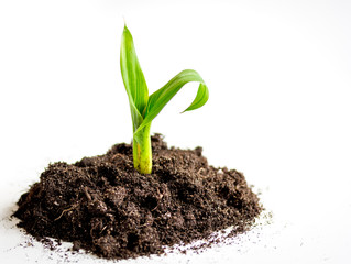 Concept birth of idea- sprout from soil on white background