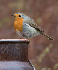 Robin (erithacus rubecula) sitting on an old rusty milk jug.