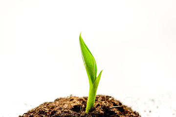Concept birth of idea- sprout from soil on white background