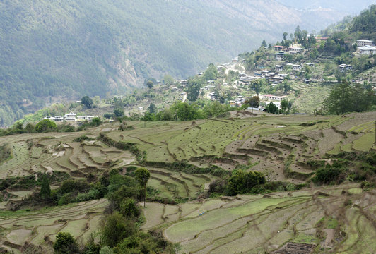 Terraced ricefields near Kuruthang, on the Puna Tsang Chu valley beside the road from Thimpu to Punakha, Bhutan