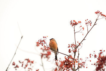 Bullfinch on Rowan