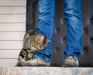 The cat rubs against the feet of the master on the porch