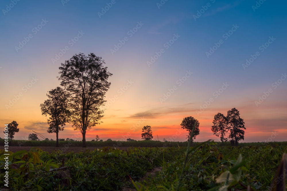 Wall mural landscape magical sunrise sky with winter silhouette tree nature