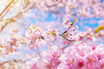Soft Focus of Pink Cherry Blossom or Japanese Sakura Flower are Blooming in Spring, Spring Signature of Japan