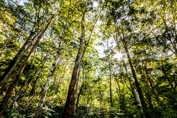 Obraz premium forest in chiangmai Thailand