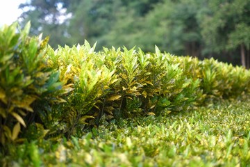 Colourful Hedge In Sunlight