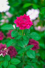 beautiful bush of red roses in nature