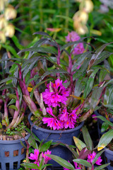 Beautiful Orchid Flower in the orchid garden