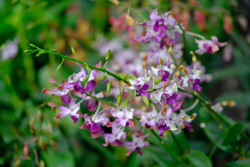 Beautiful Orchid Flower in the orchid garden